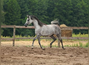 Arabian horses, Mare, 5 years, Gray