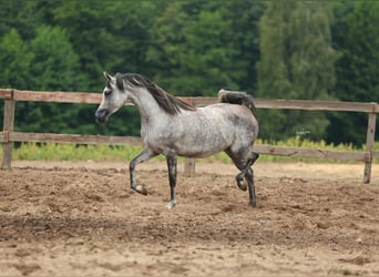 Arabian horses, Mare, 5 years, Gray