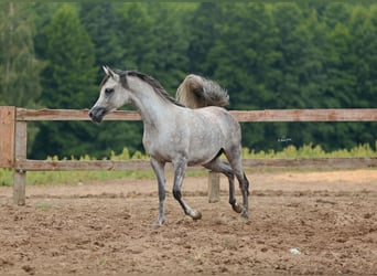 Arabian horses, Mare, 5 years, Gray