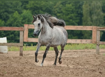 Arabian horses, Mare, 5 years, Gray