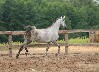 Arabian horses, Mare, 5 years, Gray