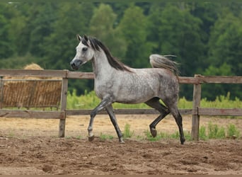 Arabian horses, Mare, 5 years, Gray