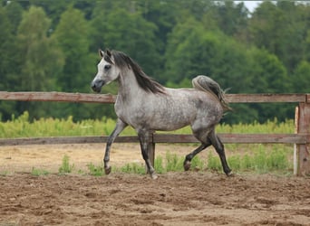 Arabian horses, Mare, 5 years, Gray