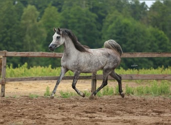 Arabian horses, Mare, 5 years, Gray