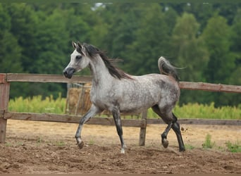 Arabian horses, Mare, 5 years, Gray