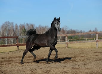 Arabian horses, Mare, 5 years, Gray