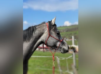 Arabian horses, Mare, 6 years, 14.1 hh, Can be white