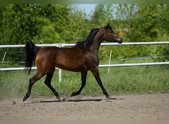Arabian horses, Mare, 6 years, 14.2 hh, Bay-Dark