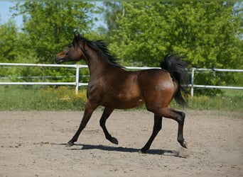 Arabian horses, Mare, 6 years, 14.2 hh, Bay-Dark