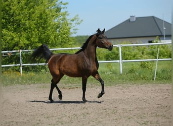 Arabian horses, Mare, 6 years, 14.2 hh, Bay-Dark