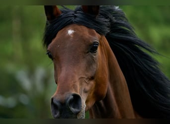 Arabian horses, Mare, 6 years, 14.3 hh, Bay-Dark