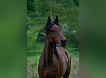 Arabian horses, Mare, 6 years, 14.3 hh, Bay-Dark