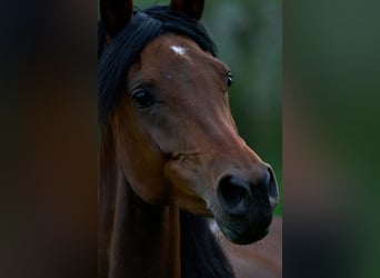 Arabian horses, Mare, 6 years, 14.3 hh, Bay-Dark