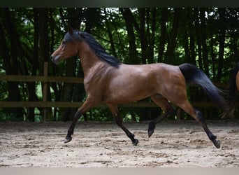 Arabian horses, Mare, 6 years, 14.3 hh, Bay-Dark