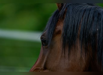 Arabian horses, Mare, 6 years, 14.3 hh, Bay-Dark