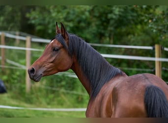 Arabian horses, Mare, 6 years, 14.3 hh, Bay-Dark
