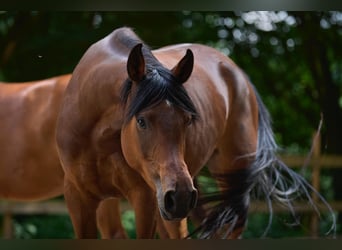 Arabian horses, Mare, 6 years, 14.3 hh, Bay-Dark