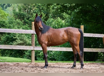 Arabian horses, Mare, 6 years, 14.3 hh, Bay-Dark