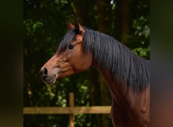 Arabian horses, Mare, 6 years, 14.3 hh, Bay-Dark