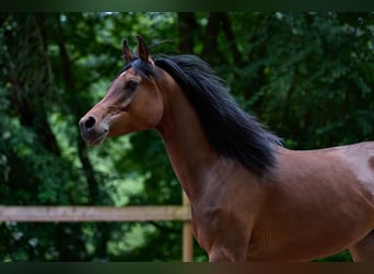 Arabian horses, Mare, 6 years, 14.3 hh, Bay-Dark