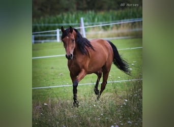 Arabian horses, Mare, 6 years, 14,3 hh, Brown