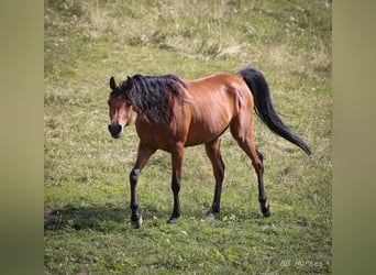 Arabian horses, Mare, 6 years, 14,3 hh, Brown