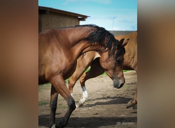 Arabian horses, Mare, 6 years, 14,3 hh, Brown