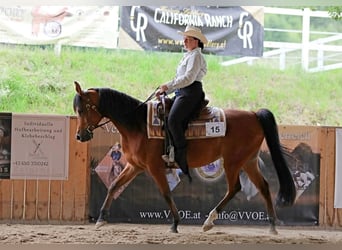 Arabian horses, Mare, 6 years, 14.3 hh, Brown