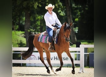 Arabian horses, Mare, 6 years, 14.3 hh, Brown
