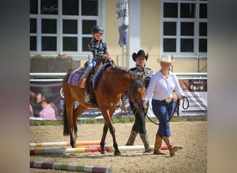 Arabian horses, Mare, 6 years, 14.3 hh, Brown