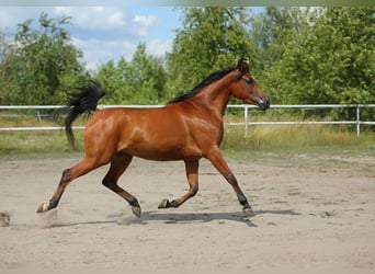 Arabian horses, Mare, 6 years, 14,3 hh, Brown