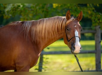 Arabian horses, Mare, 6 years, 14,3 hh, Chestnut