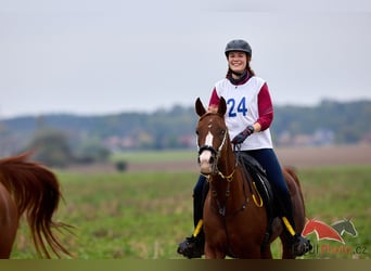 Arabian horses, Mare, 6 years, 14,3 hh, Chestnut