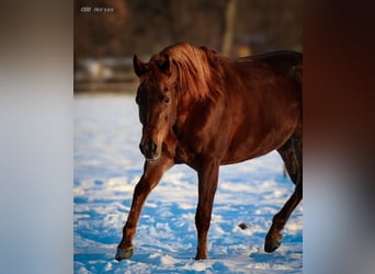 Arabian horses, Mare, 6 years, 14.3 hh, Chestnut