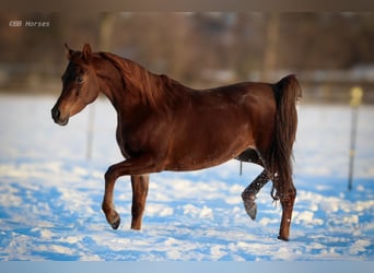 Arabian horses, Mare, 6 years, 14.3 hh, Chestnut