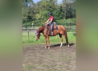 Arabian horses, Mare, 6 years, 14,3 hh, Chestnut-Red