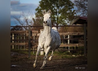 Arabian horses, Mare, 6 years, 14.3 hh, Gray