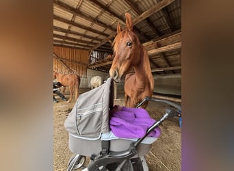 Arabian horses, Mare, 6 years, 14,1 hh, Chestnut-Red