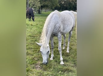 Arabian horses, Mare, 6 years, 14,2 hh, Grey