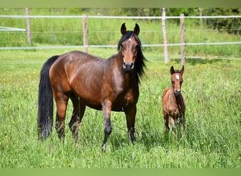 Arabian horses, Mare, 6 years, 14,3 hh, Bay-Dark