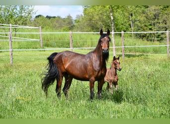 Arabian horses, Mare, 6 years, 14,3 hh, Bay-Dark