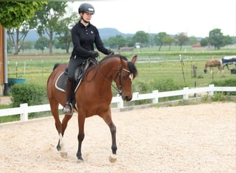 Arabian horses, Mare, 6 years, 14,3 hh, Brown