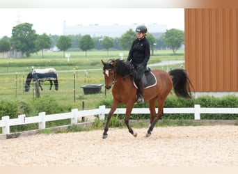 Arabian horses, Mare, 6 years, 14,3 hh, Brown
