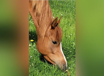 Arabian horses, Mare, 6 years, 14,3 hh, Chestnut-Red