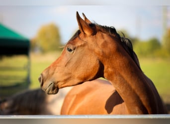 Arabian horses, Mare, 6 years, 15,1 hh, Bay