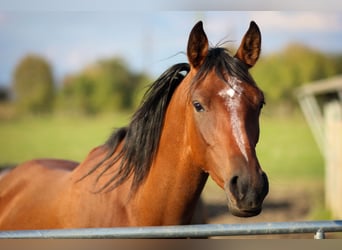 Arabian horses, Mare, 6 years, 15,1 hh, Bay