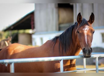 Arabian horses, Mare, 6 years, 15,1 hh, Bay