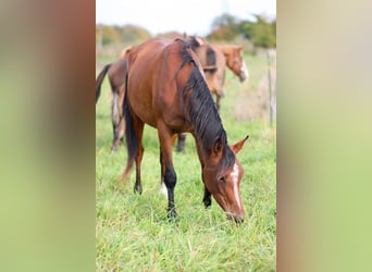 Arabian horses, Mare, 6 years, 15,1 hh, Bay