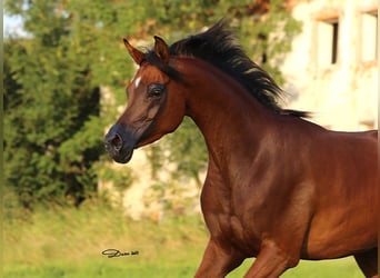 Arabian horses, Mare, 6 years, 15.1 hh, Brown