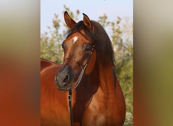 Arabian horses, Mare, 6 years, 15.1 hh, Brown